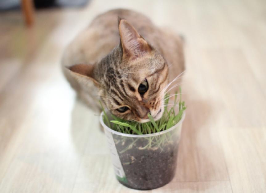 Five Types of Grass to Buy or Grow for Your Cat PetMD